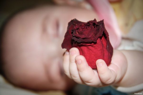 baby_holding_rose_in_hand-other